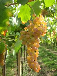 Biale_wina_z_Wloch_III_Garganega