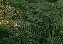 Biale_wina_z_Wloch_III_Glera