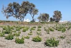 Grecja_wywiad_Assyrtiko