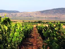 Grecja_wywiad_Naoussa