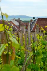 Madame_Bollinger_winnica