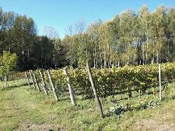 Riesling_ze_Slaska_1