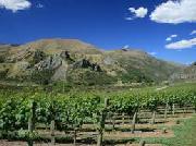 marlborough-winogrona